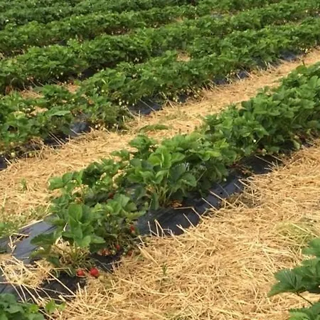 La Ferme Du Bois Quesnoy Saint-Pol-sur-Ternoise