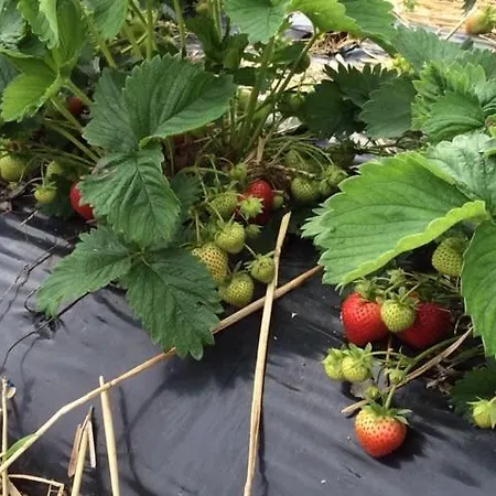 La Ferme Du Bois Quesnoy